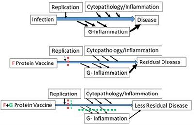 Frontiers | Biology Of Infection And Disease Pathogenesis To Guide RSV ...